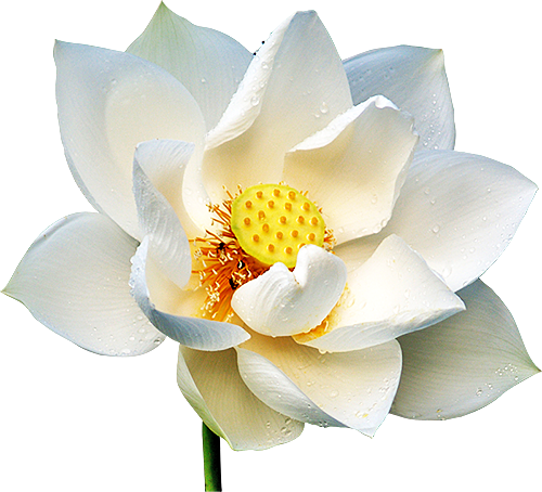lotus1
